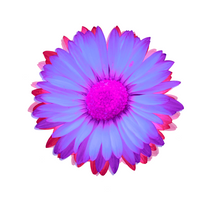 Load image into Gallery viewer, Neon Daisies
